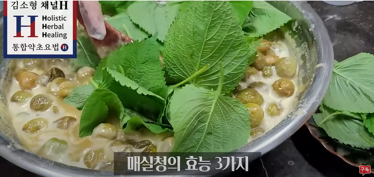  매실청 담그는법 담그는 시기 및 숙성기간 