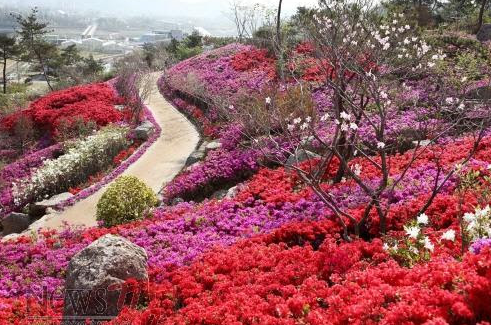 2025 군포 철쭉축제 일정부터 개화 시기까지 총정리