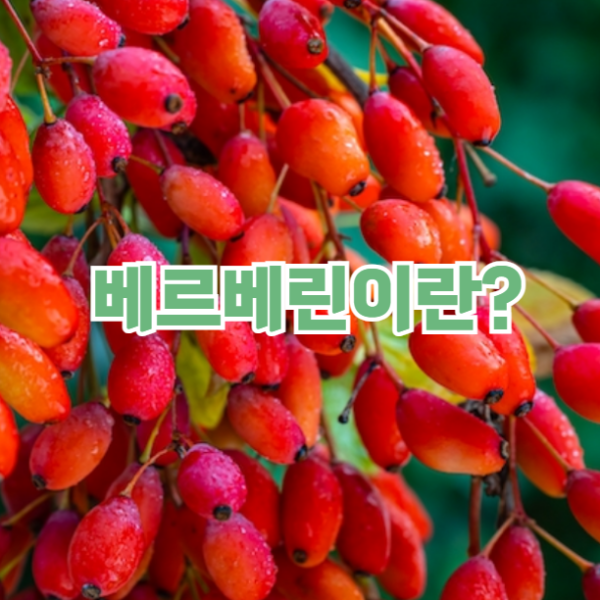 베르베린
