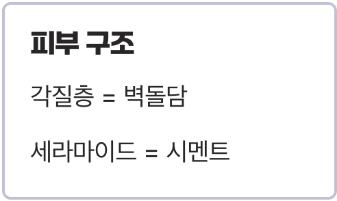 내 피부의 '시멘트', 세라마이드의 역할