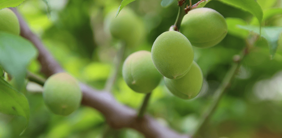 속쓰림에 좋은 음식 사진 - 1