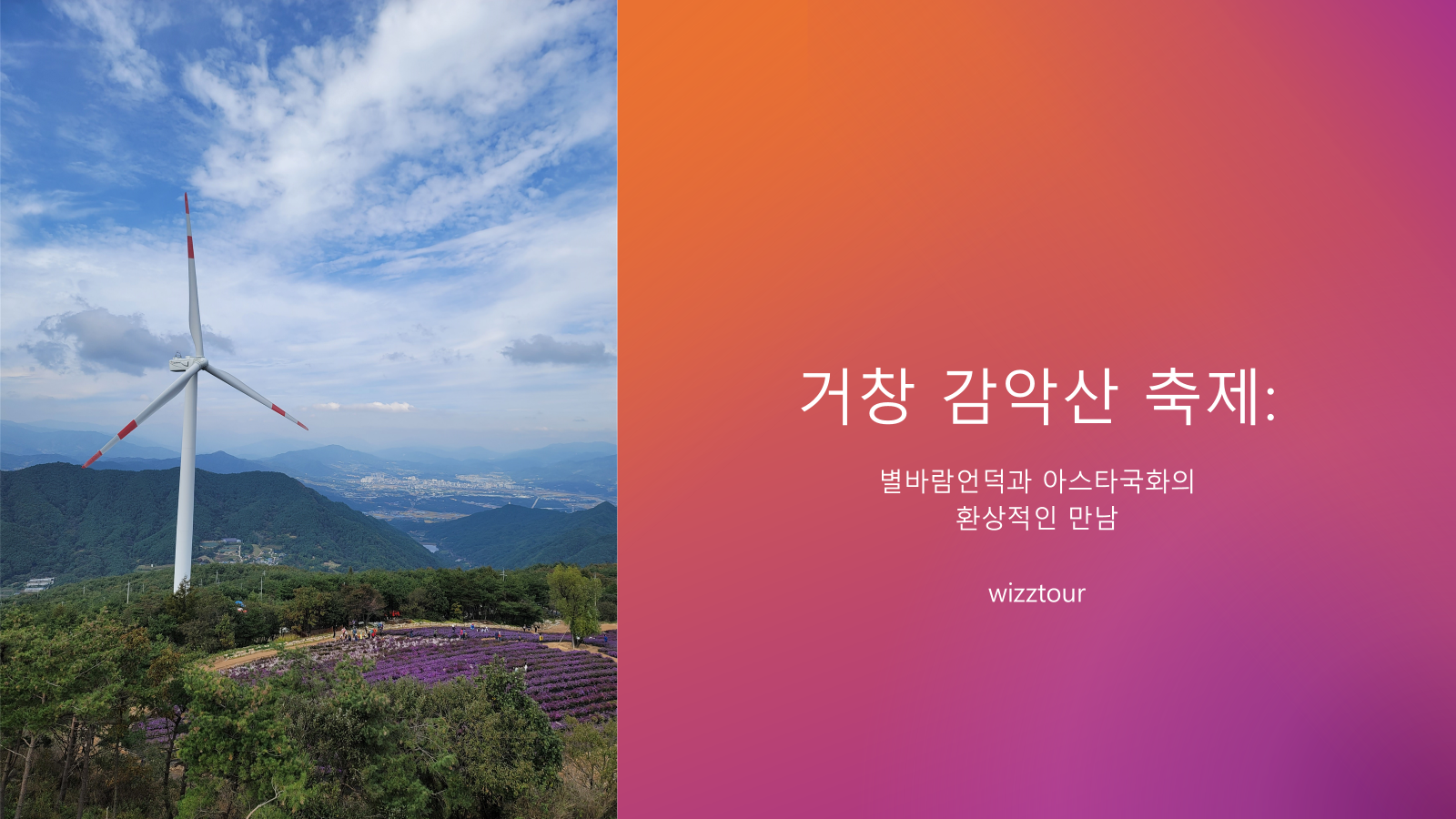 거창 감악산 축제: 별바람언덕과 아스타국화의 환상적인 만남