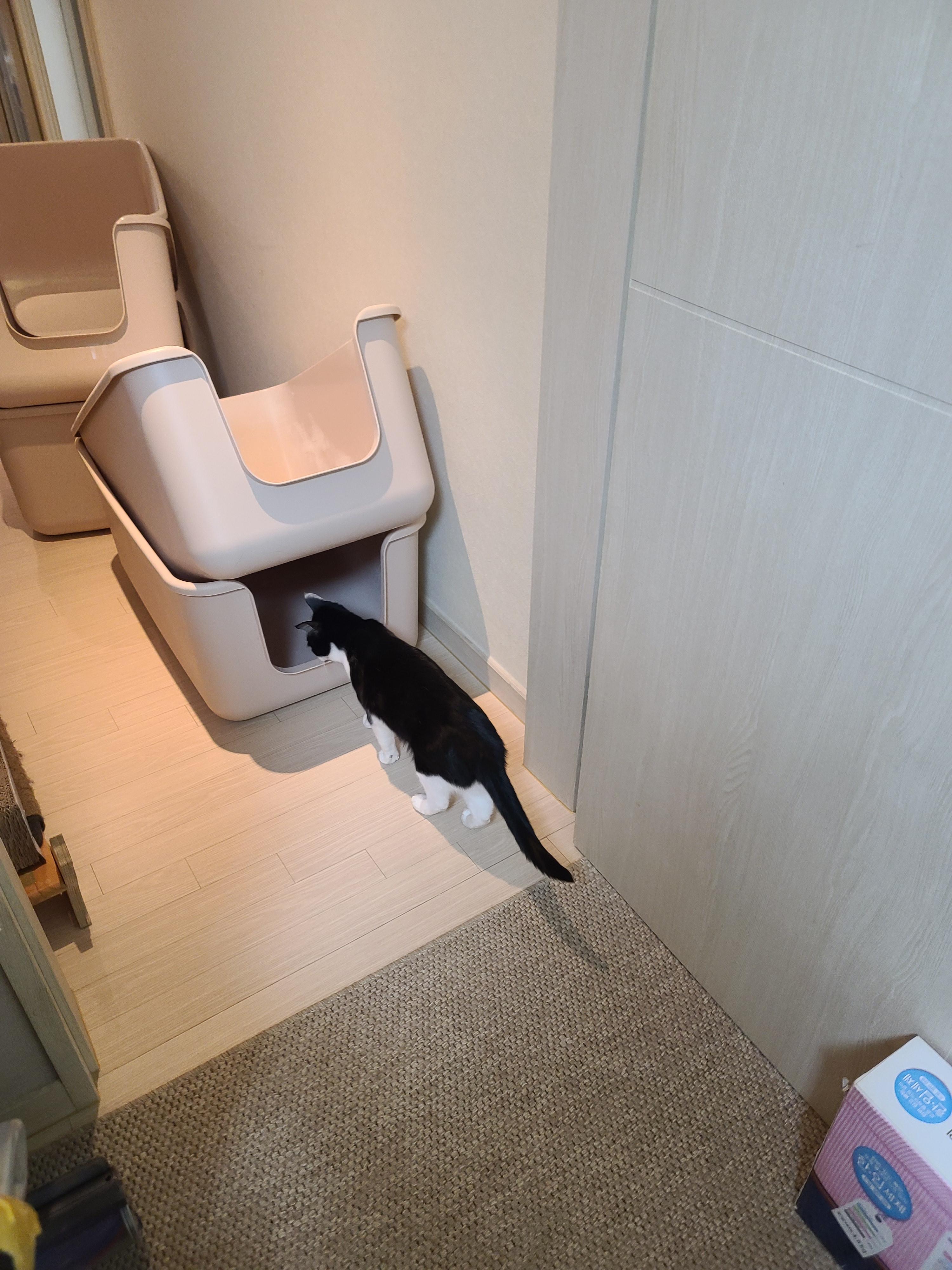 
고양이 화장실 모래 전체갈이.