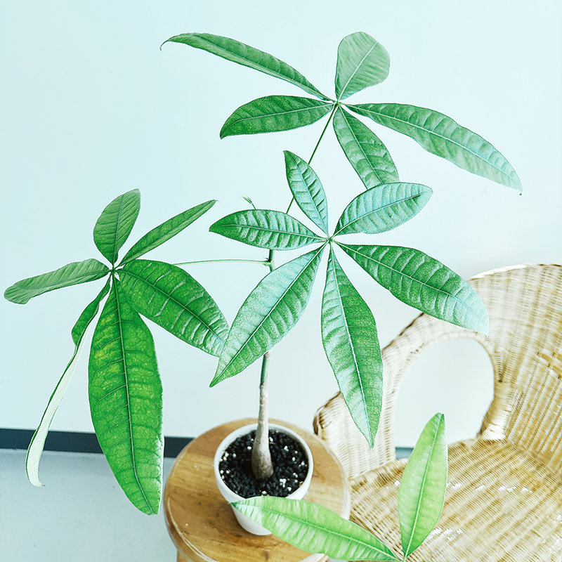 파키라-키우기-물주기