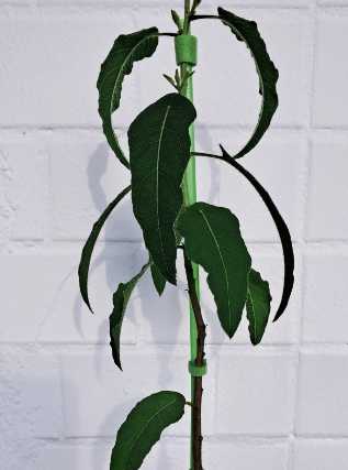 날파리 모기퇴치 식물