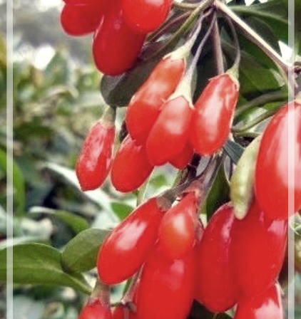 간 건강에 좋은 약초와 음식들