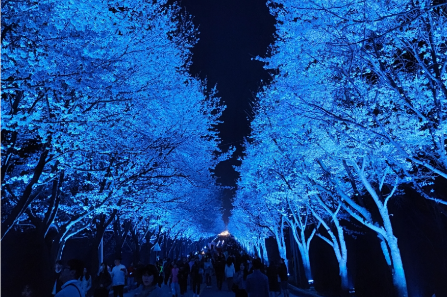 여주흥천남한강벚꽃