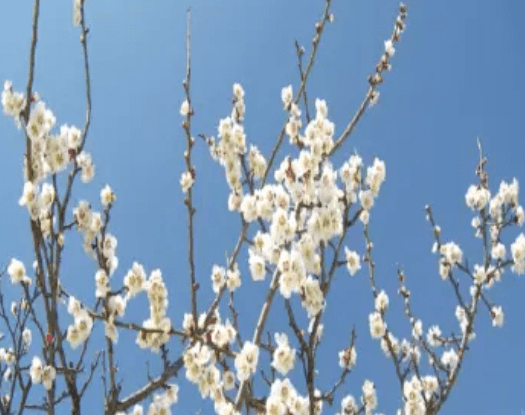 2024 양산 원동 순매원 매화축제 기간 및 장소 기차 셔틀버스 알아보기