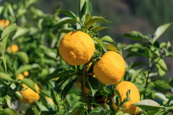 유자 가격 및 효능, 영양성분