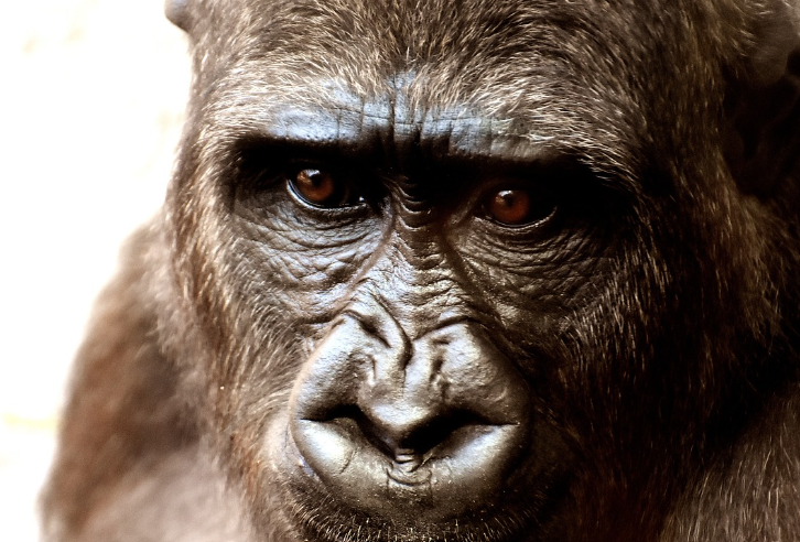 23년 원숭이띠 운세