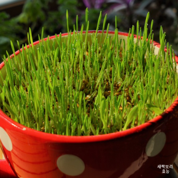 새싹보리 효능│새싹보리 효능 알고 드세요!
