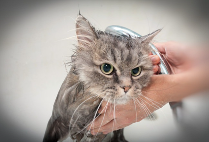 씻겨지는 고양이.