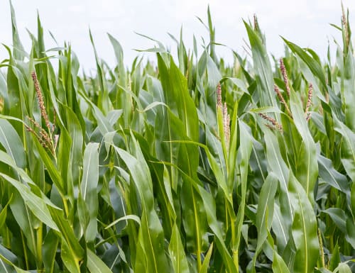 8년 이상 자경농지 양도소득세 감면 요건 및 상속 농지의 양도소득세 감면