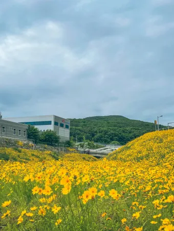 함안 악양생태공원 금계국 개화 시기와 사진 촬영 팁_16