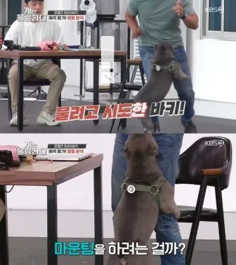 강아지 마운팅 이유 해결 방법_22