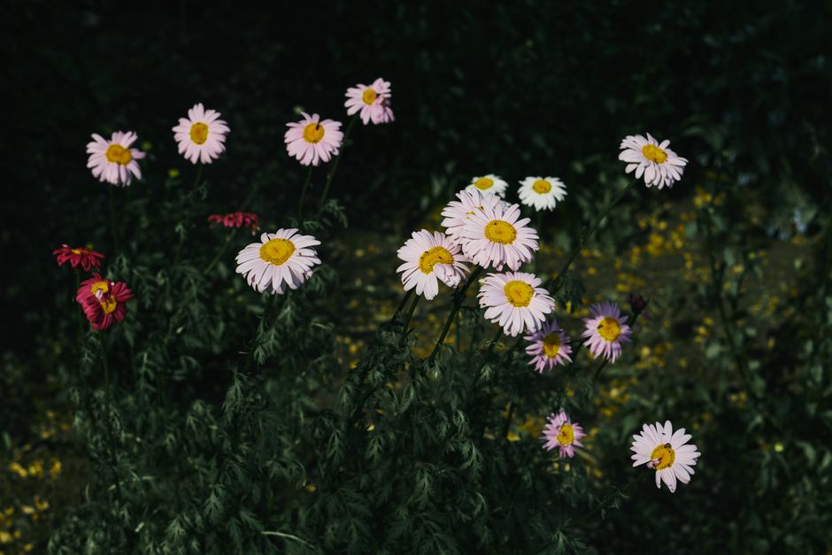 A stunning cluster of pink daisies basking in the soft light of dusk with dark foliage.