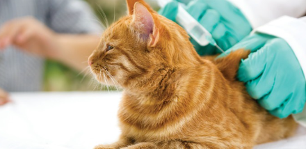 백신 접종하는 갈색 호랑이 고양이.