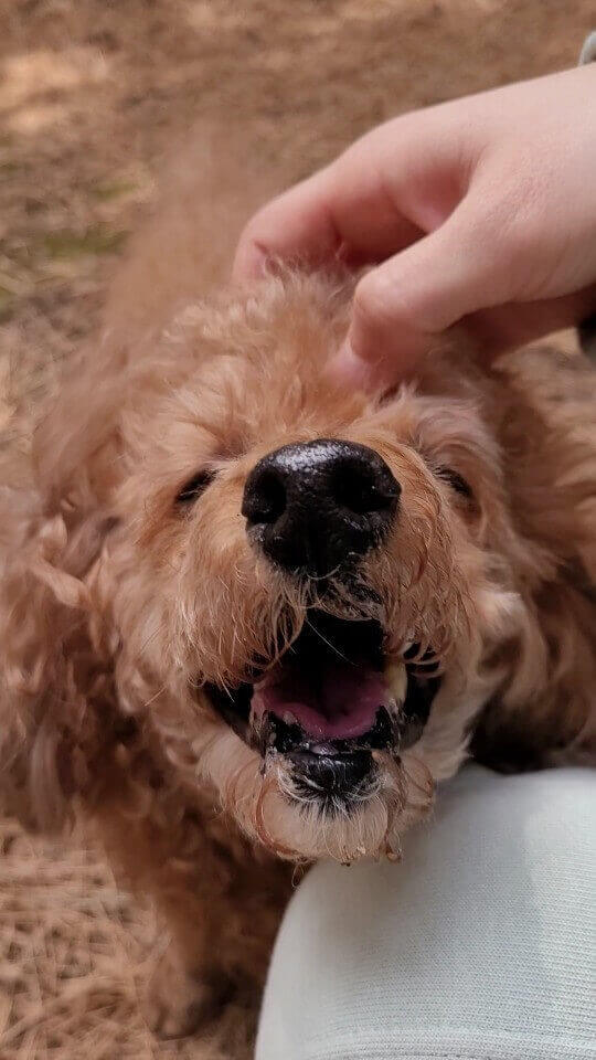 뭉이야 손줘.