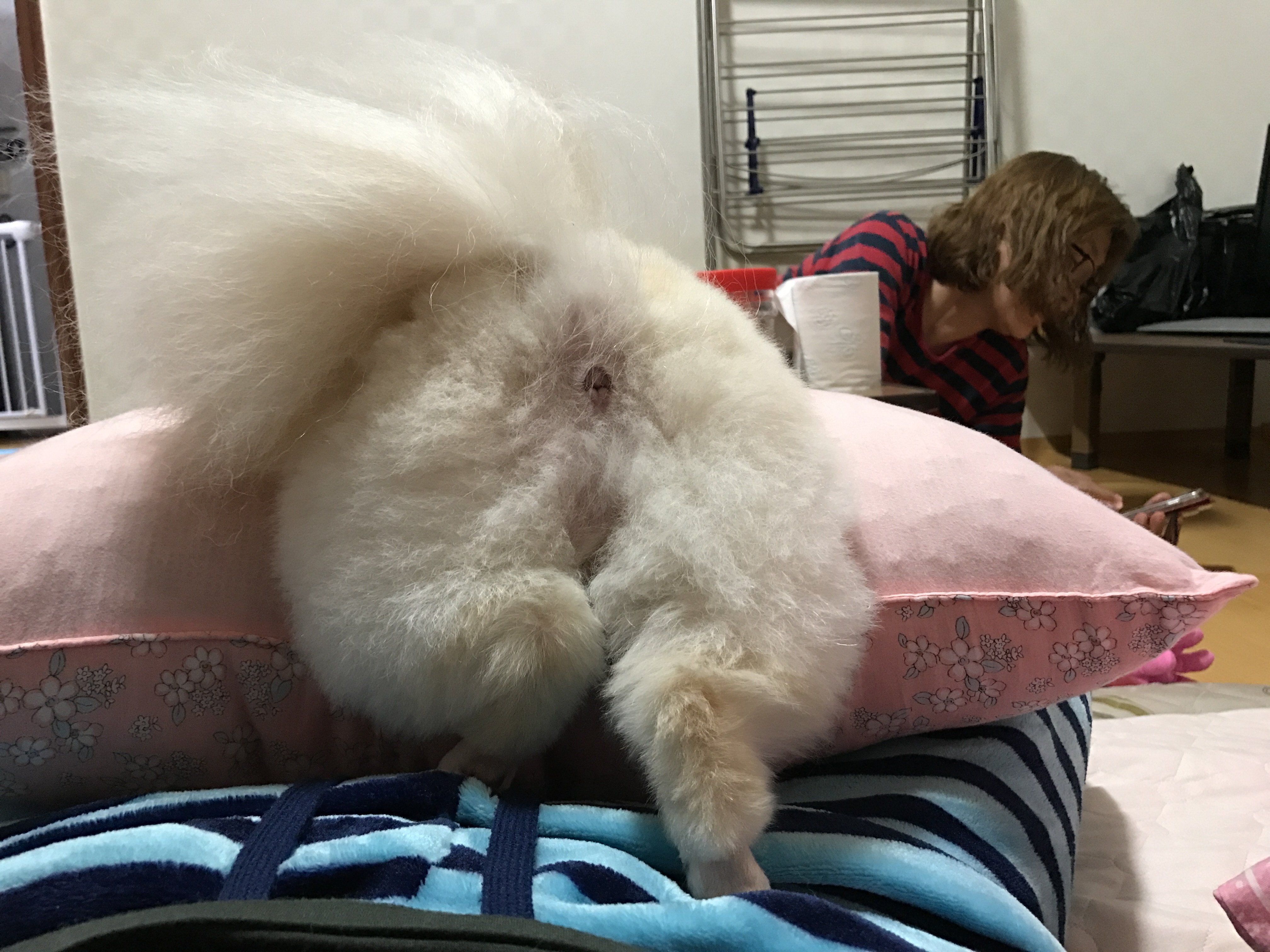 강아지 똥꼬스키의 이유 항문낭, 짜야 할까?