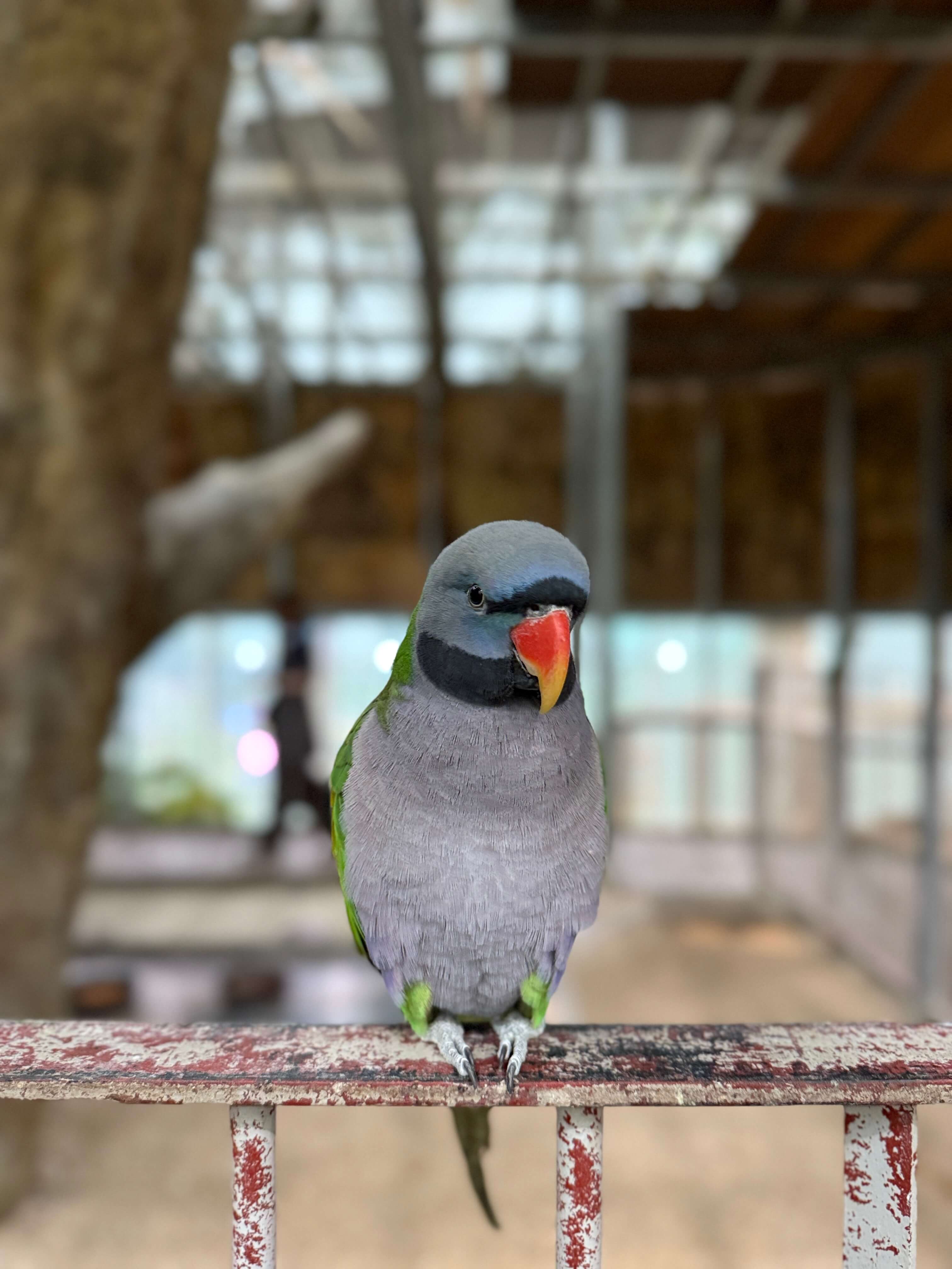 오산 버드파크 앵무새 먹이 체험, 장마철 아이와 함께 가볼만한 실내 동물원