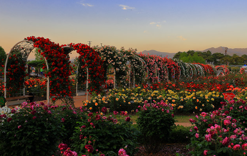 곡성장미축제 기간