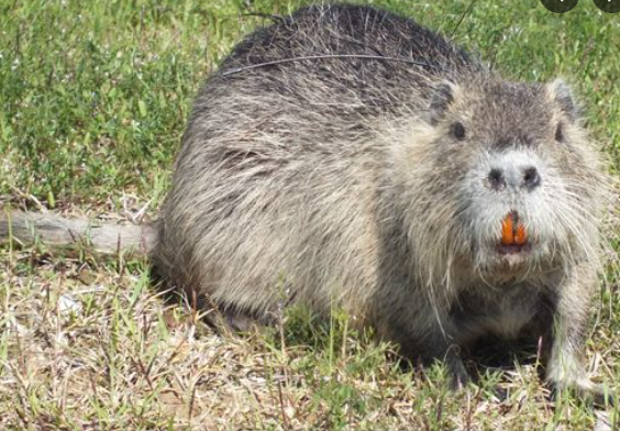 뉴트리아 포획 지자체별 포상금 서류 신청방법