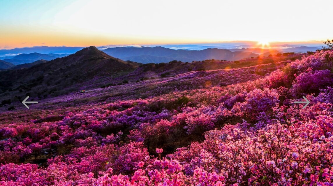 비슬산 진달래 축제
