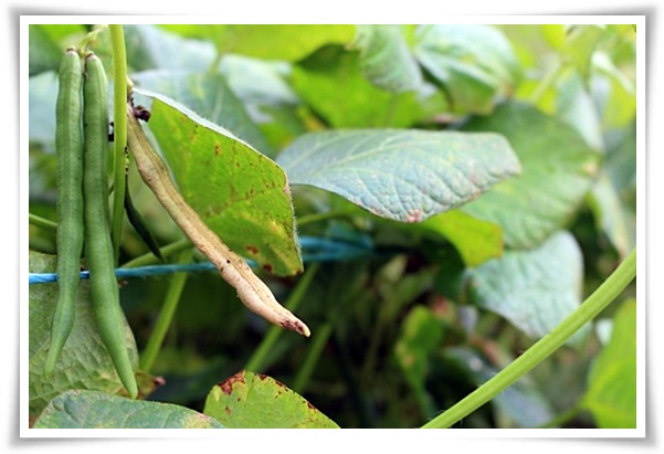 텃밭 "6월, 팥을 심어보세요!" 팥 한 줄 심고 건강과 행복은 두 배로!