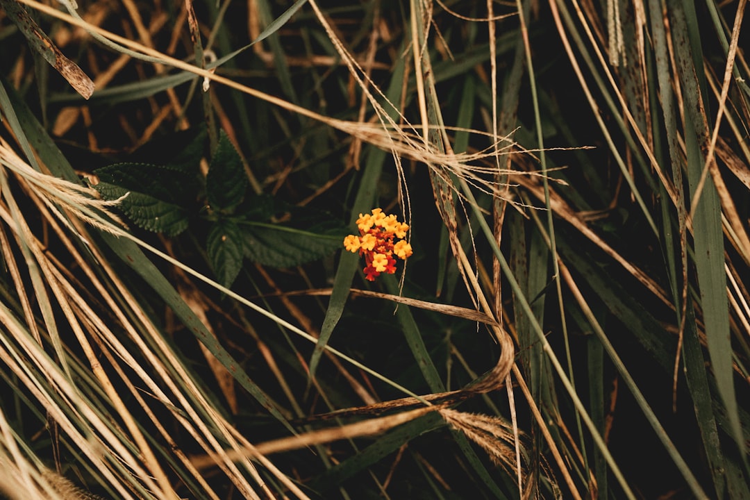 Aralia