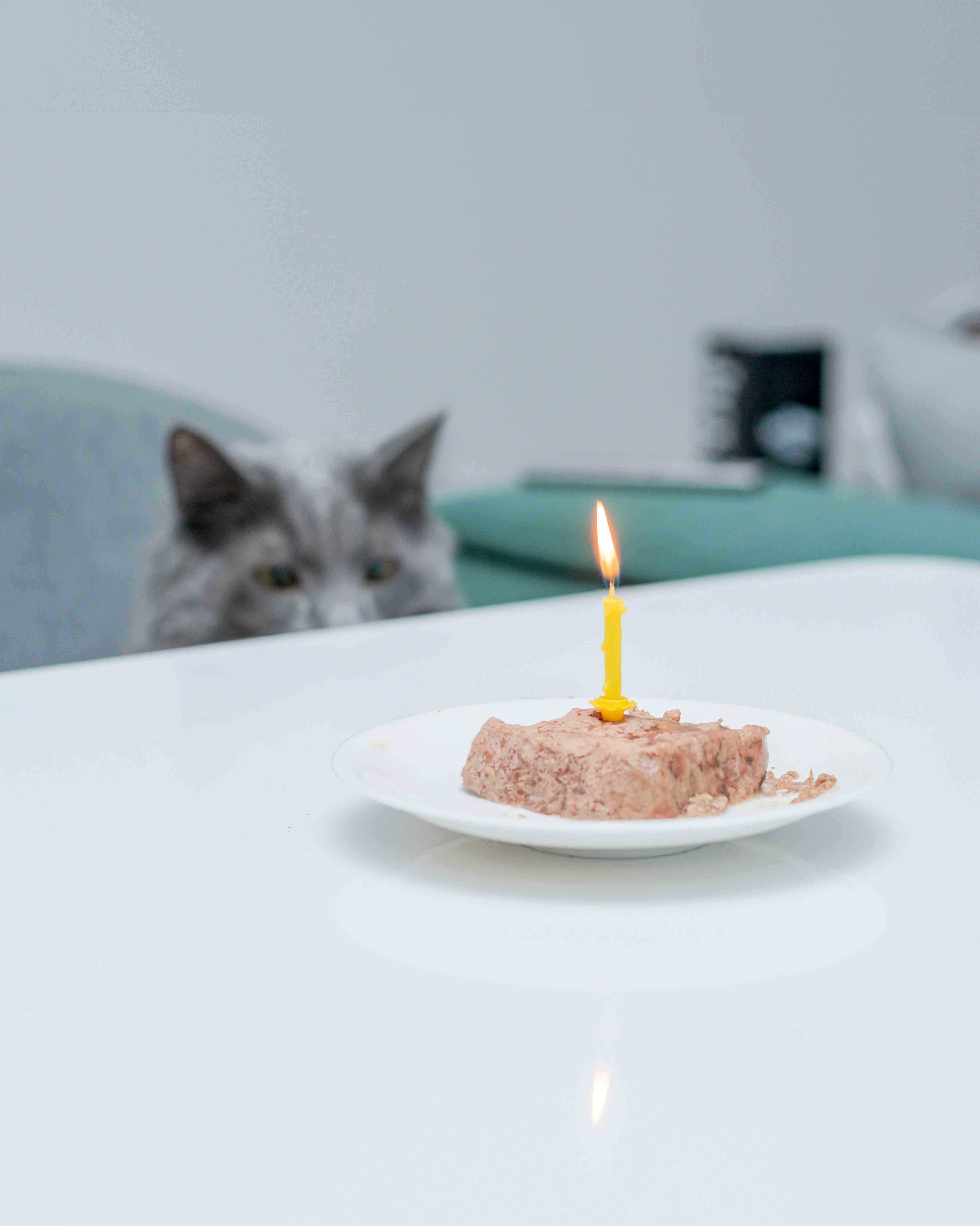 간식 기다리는 고양이 사진