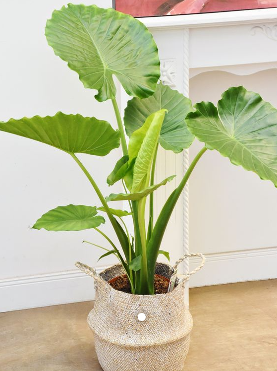 알로카시아 (사진출처 : Pinterest)