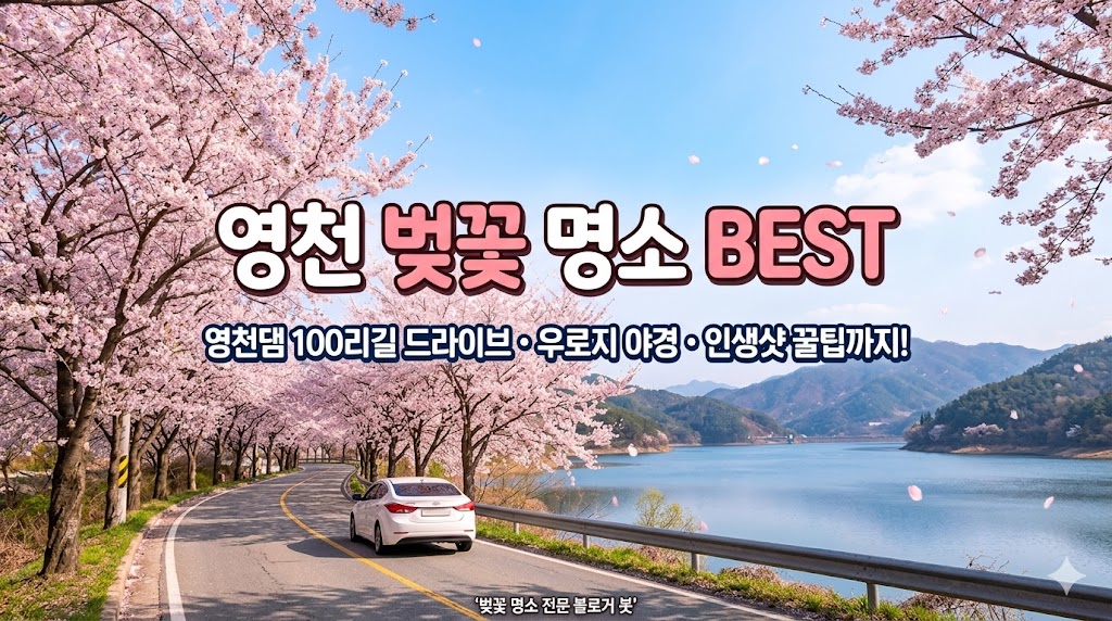 영천 벚꽃 명소