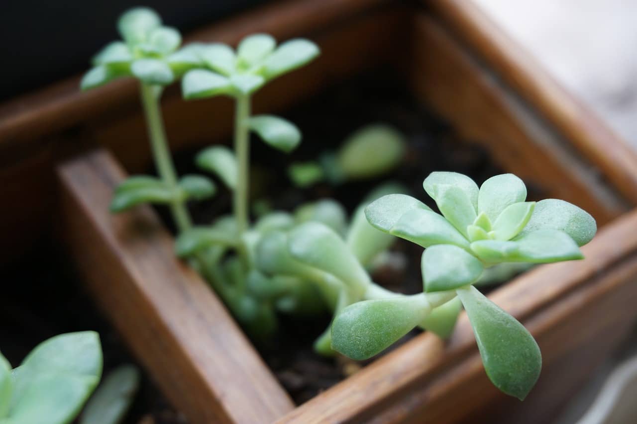 작은 실내식물 함께 심기 – 중간 화분에 어울리는 배치방법과 실전 팁