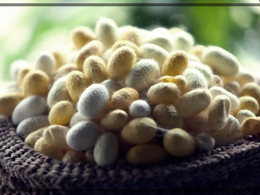 누에가루 효능 먹는 법 부작용 총정리.