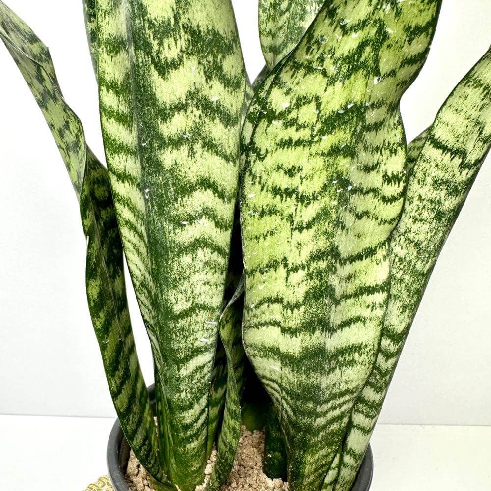 나사(NASA)선정 공기정화식물