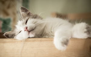 푹 자는 고양이