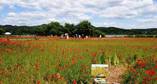 양평 운길산 물의정원 양귀비꽃단지
