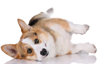 웰시코기 사진/출처:어도비스톡