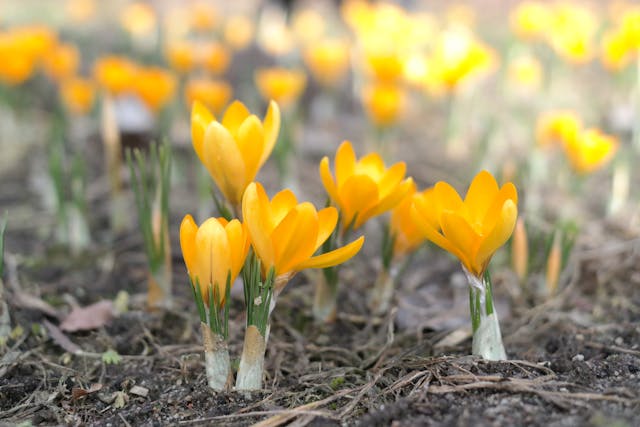 2025 화담숲 봄 시즌 오픈