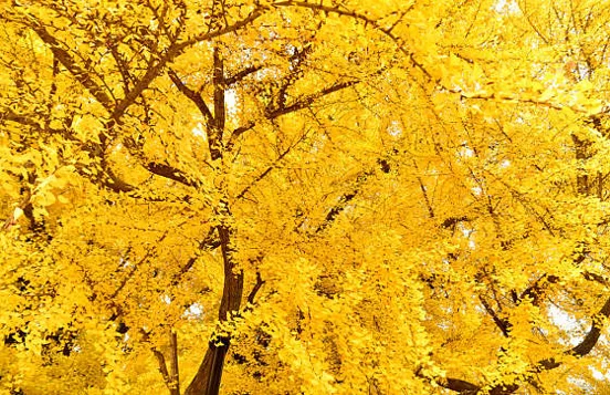 원주 반계리 은행나무