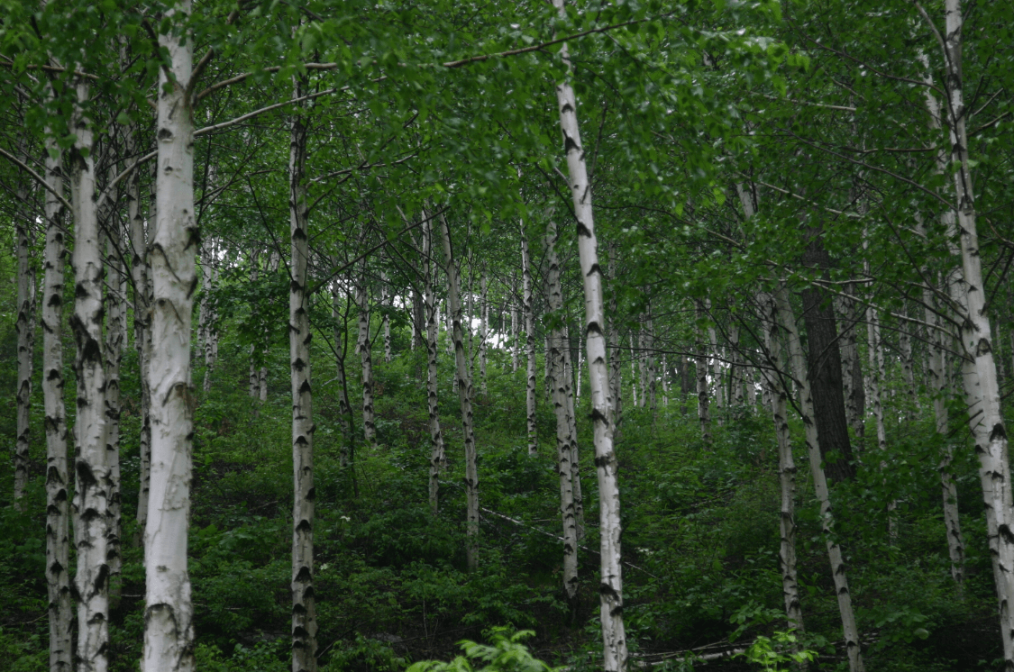 국립 복주산 자연휴양림
