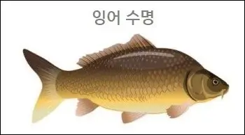 잉어 수명