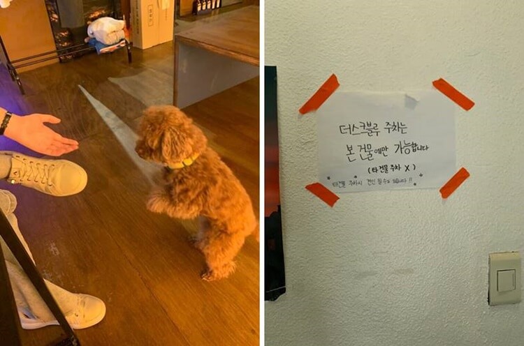 강아지와 주차 안내문