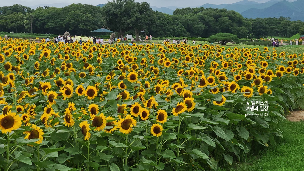 경주 해바라기 명소 , 경주 해바라기 밭 위치 모음, 7~8월 경주 여름 가볼만한곳, 첨성대