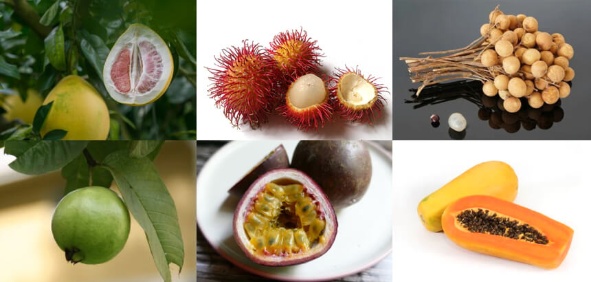 열대과일 6가지 사진 모음