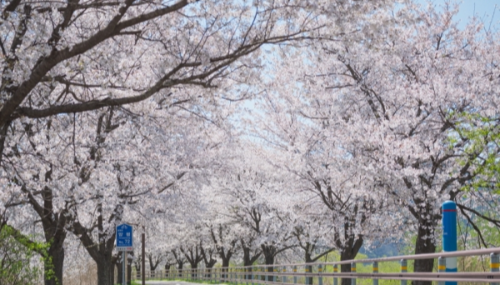 서울 근교 벚꽃 명소 추천, 드라이브 코스 BEST 5