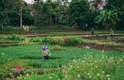 미국 농업 협동조합(Coop)의 성공 요인: 한국 농가 소득 증대를 위한 협력 모델