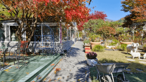 반려동물과 함께하는 가을 정원 여행지 추천 : 한국수목원정원관리원 선정 BEST 5