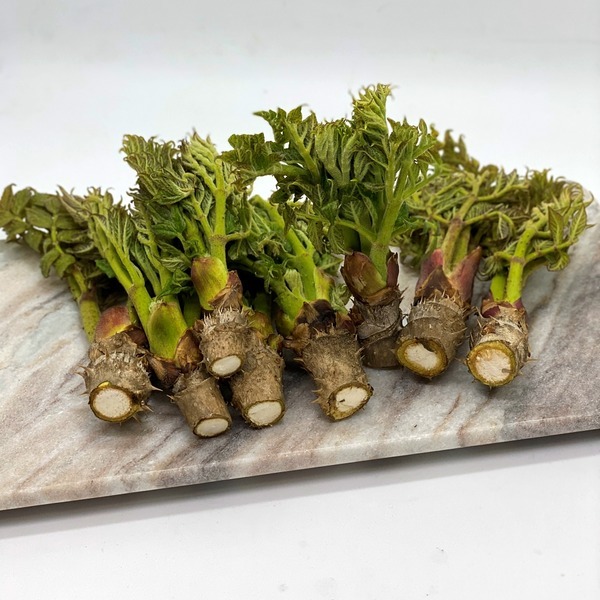 두릅나무 효능 8