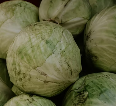 양배추 효능과 부작용 칼로리